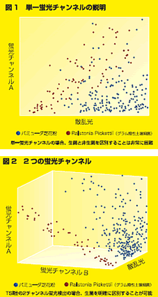 微生物の判別方法